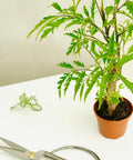 Polyscias Filicifolia als tropische Minipflanze im Flaschengarten TUBE – perfektes Biotop für urbane Wohnräume.