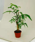 Polyscias Filicifolia im Flaschengarten JAR – elegante Zimmerpflanze mit filigranen Blättern in einem nachhaltigen Glasdesign.