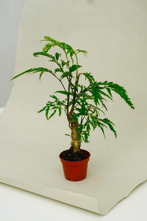 Polyscias Filicifolia im Flaschengarten JAR – elegante Zimmerpflanze mit filigranen Blättern in einem nachhaltigen Glasdesign.