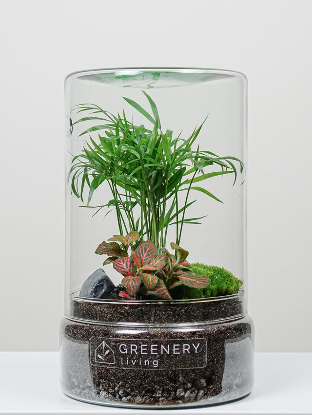 Flaschengarten Mexikanische Bergpalme  | Rote Mosaikpflanze | Moospolster
-TUBE-Serie DIY-Set - Greenery Living