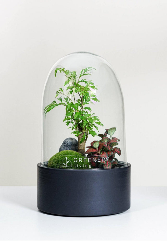 Premium Flaschengarten Fiederaralie | Rote Mosaikpflanze | Moospolster
-CERA-Serie (schwarz, Dome) DIY-Set - Greenery Living