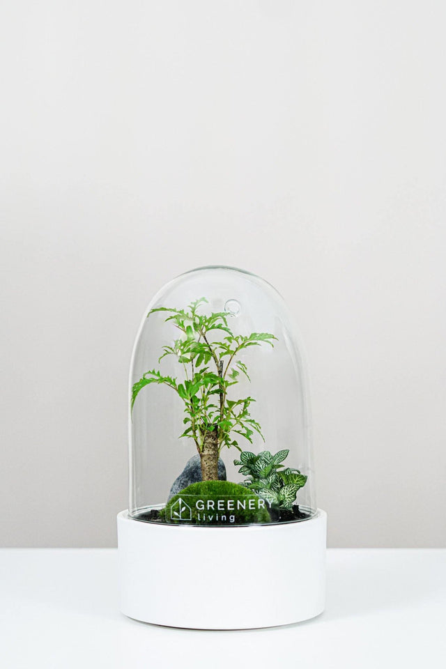Premium Flaschengarten Fiederaralie  | Weiße Mosaikpflanze | Moospolster
-CERA-Serie (weiß, Dome) DIY-Set - Greenery Living