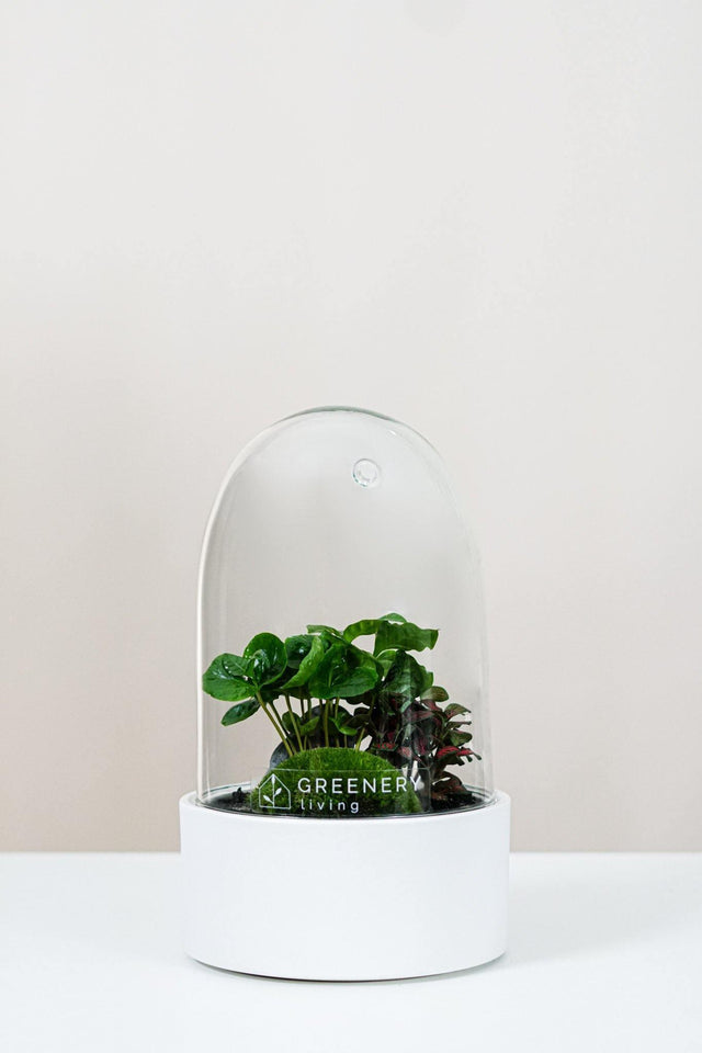 Premium Flaschengarten Kaffee-Pflanze | Rote Mosaikpflanze  | Moospolster
CERA-Serie (weiß, Dome) DIY-Set - Greenery Living