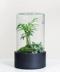 Premium Flaschengarten Mexikanische Bergpalme  | Weiße Mosaikpflanze  | Moospolster
CERA-Serie (schwarz, Cylinder) DIY-Set - Greenery Living