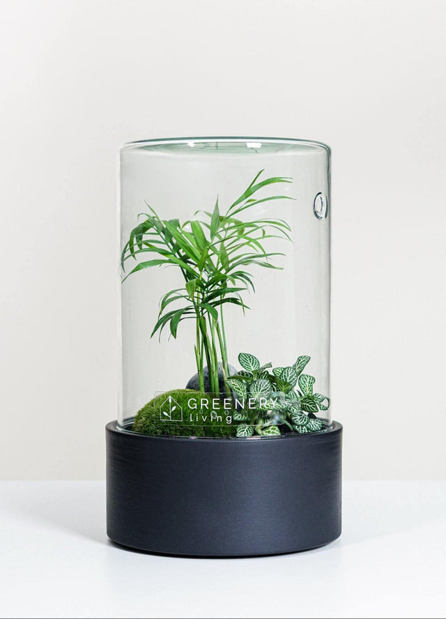 Premium Flaschengarten Mexikanische Bergpalme  | Weiße Mosaikpflanze  | Moospolster
CERA-Serie (schwarz, Cylinder) DIY-Set - Greenery Living