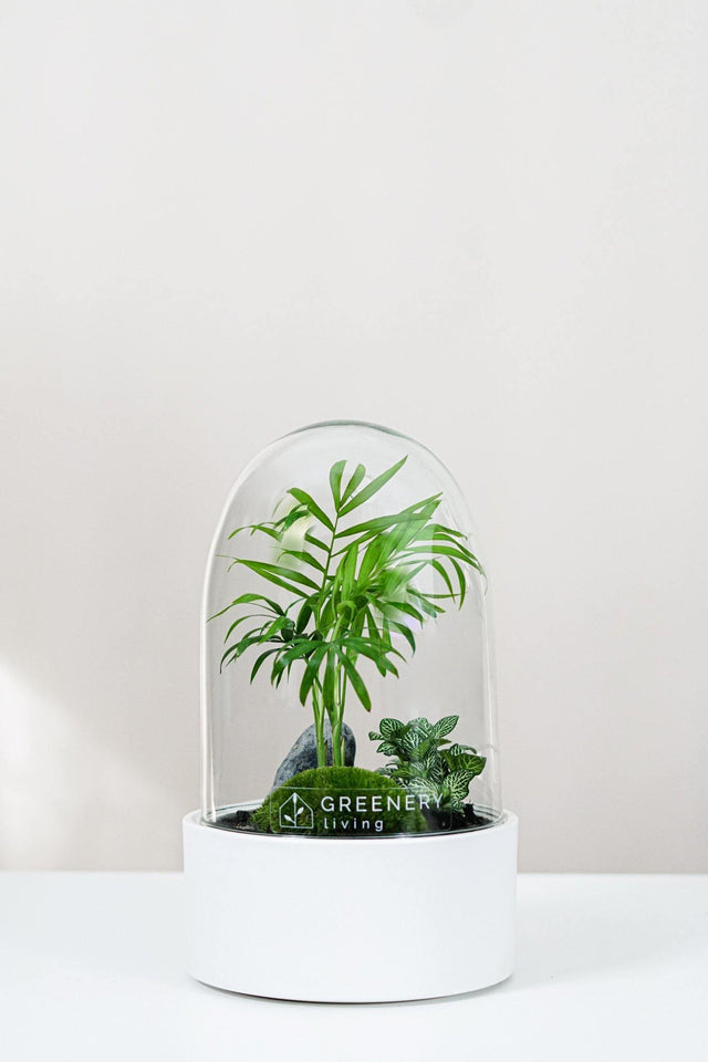 Premium Flaschengarten Mexikanische Bergpalme  | Weiße Mosaikpflanze  | Moospolster
-CERA-Serie (weiß, Dome) DIY-Set - Greenery Living