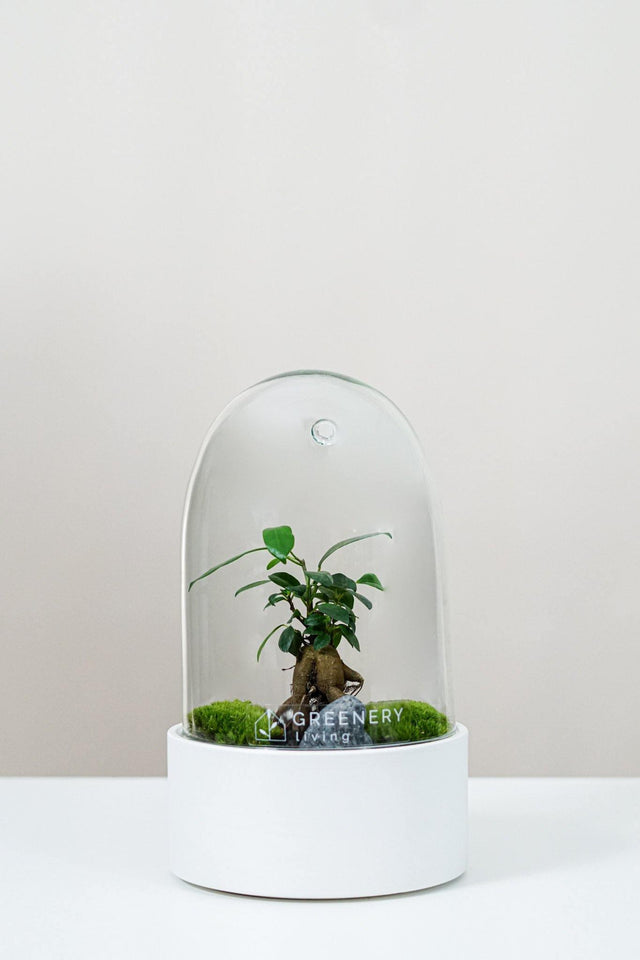 Premium Flaschengarten Mini-Bonsai  | Zwei Moospolster
-CERA-Serie (weiß, Dome) DIY-Set - Greenery Living