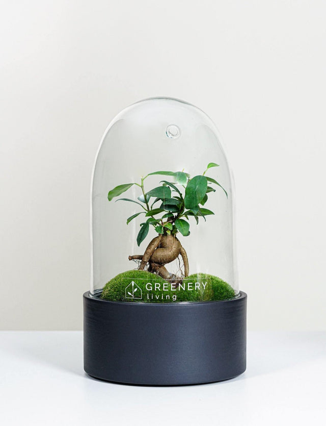 Premium Flaschengarten Mini-Bonsai  | Zwei Moospolster
-CERA-Serie (schwarz, Dome) DIY-Set - Greenery Living