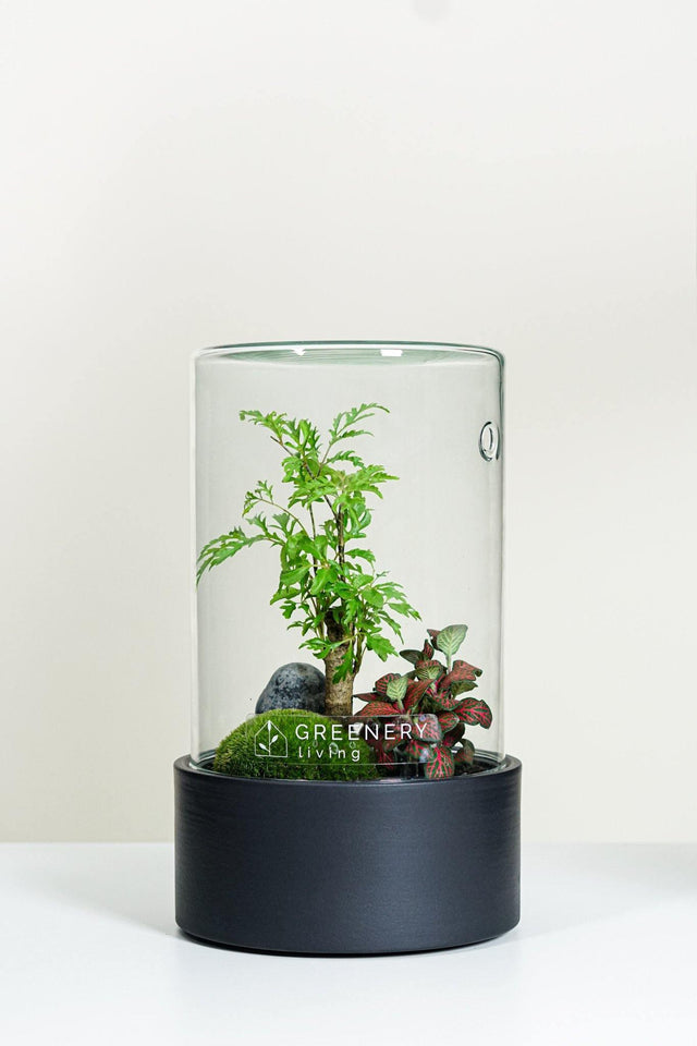 Premium Flaschengarten CERA-Serie (schwarz, Cylinder) DIY-Set - Greenery Living