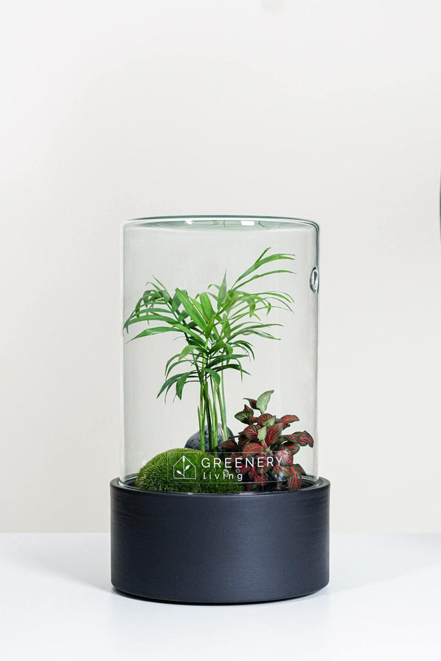 Premium Flaschengarten CERA-Serie (schwarz, Cylinder) DIY-Set Typ-3 von GREENERY living - Pflanzen im Glas - Biotop im Glas