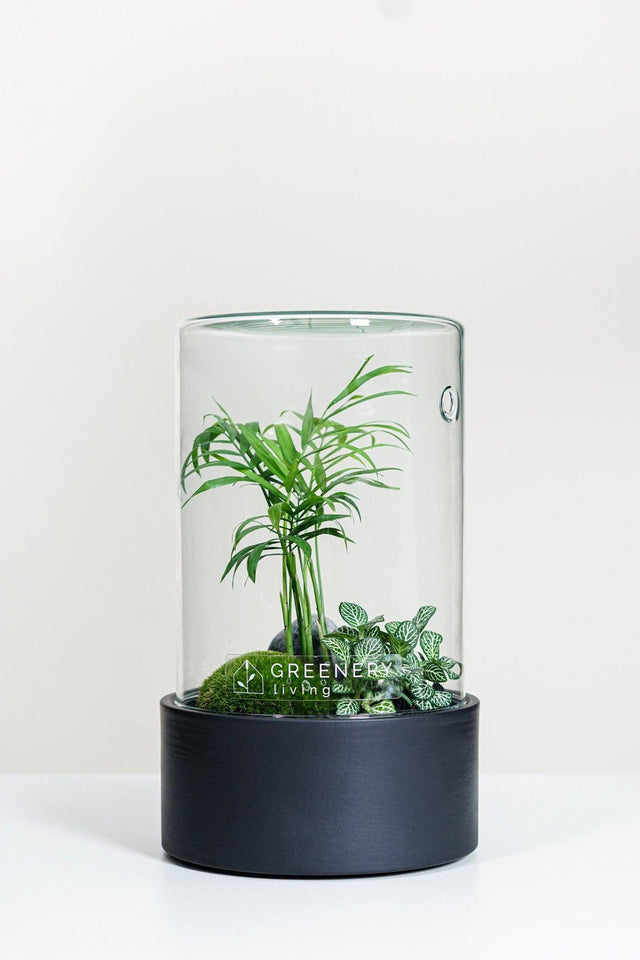 Premium Flaschengarten CERA-Serie (schwarz, Cylinder) DIY-Set Typ-2 von GREENERY living - Pflanzen im Glas - Biotop im Glas