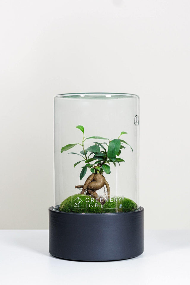 Premium Flaschengarten CERA-Serie (schwarz, Cylinder) DIY-Set von GREENERY living - Pflanzen im Glas - Biotop im Glas