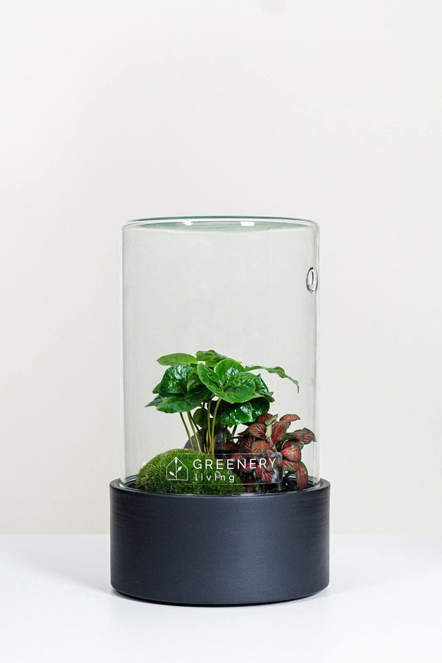 Premium Flaschengarten CERA-Serie (schwarz, Cylinder) DIY-Set Typ-5 von GREENERY living - Pflanzen im Glas - Biotop im Glas