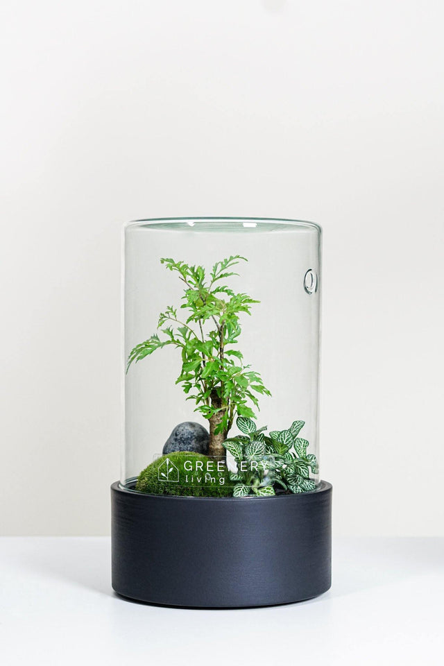 Premium Flaschengarten CERA-Serie (schwarz, Cylinder) DIY-Set Typ-4 von GREENERY living - Pflanzen im Glas - Biotop im Glas