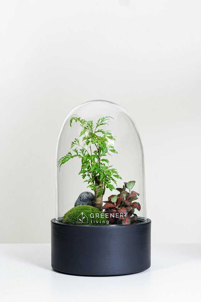 Premium Flaschengarten CERA-Serie (schwarz, Dome) DIY-Set von GREENERY living - biotop im glas - Pflanzen im Glas