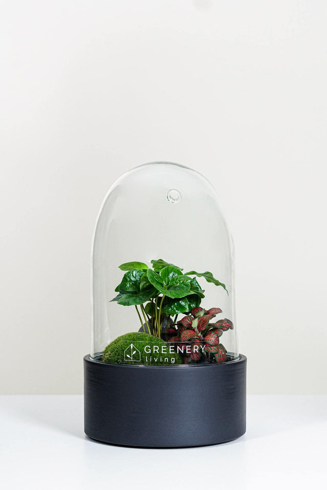 Premium Flaschengarten CERA-Serie (schwarz, Dome) DIY-Set Typ-5 von GREENERY living - biotop im glas - Pflanzen im Glas