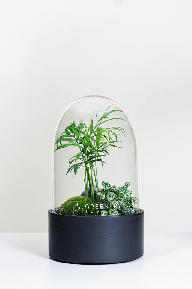 Premium Flaschengarten CERA-Serie (schwarz, Dome) DIY-Set Typ-2 von GREENERY living - biotop im glas - Pflanzen im Glas