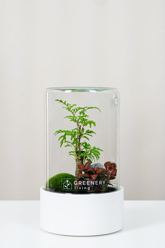 Premium Flaschengarten CERA-Serie (weiß, Cylinder) DIY-Set Typ-1 von GREENERY living - biotop im glas - Pflanzen im Glas