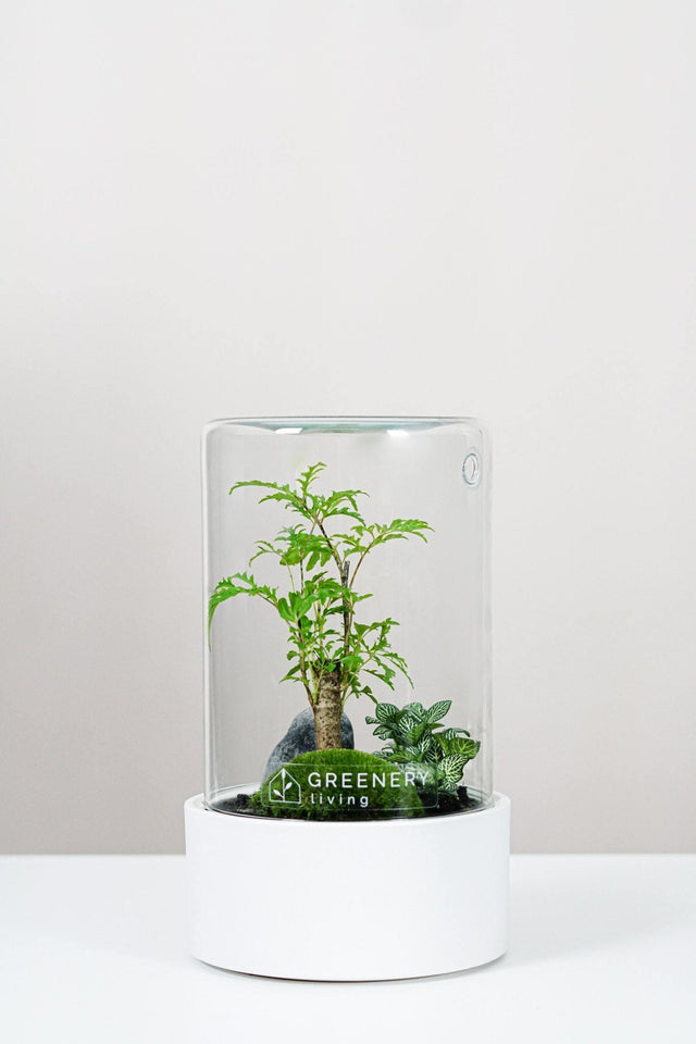Premium Flaschengarten CERA-Serie (weiß, Cylinder) DIY-Set Typ-4 von GREENERY living - biotop im glas - Pflanzen im Glas