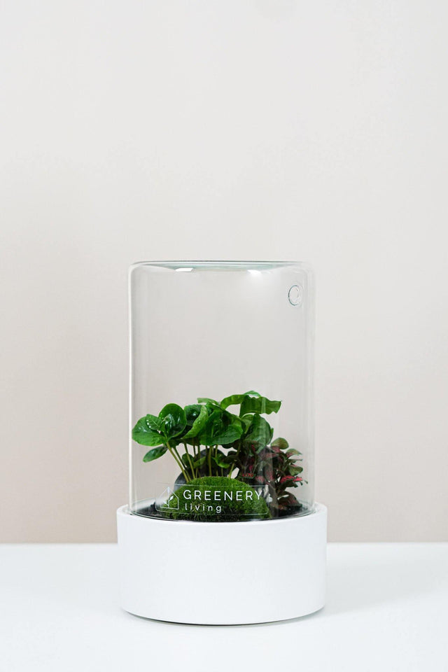 Premium Flaschengarten CERA-Serie (weiß, Cylinder) DIY-Set Typ-5 von GREENERY living - biotop im glas - Pflanzen im Glas