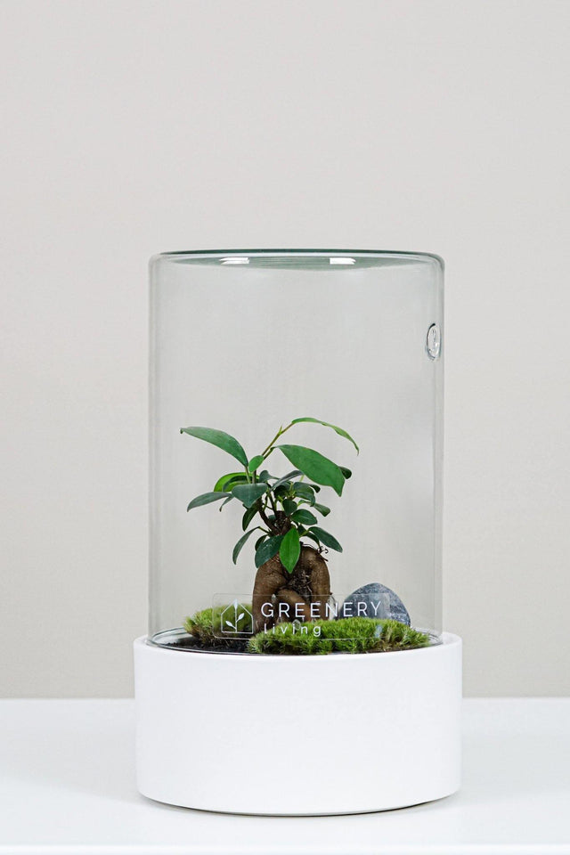 Premium Flaschengarten CERA-Serie (weiß, Cylinder) DIY-Set Typ-6 von GREENERY living - biotop im glas - Pflanzen im Glas