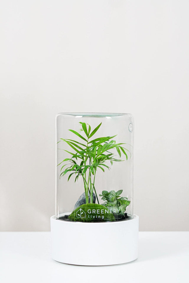 Premium Flaschengarten CERA-Serie (weiß, Cylinder) DIY-Set von GREENERY living - biotop im glas - Pflanzen im Glas