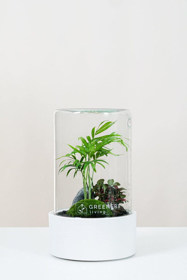 Premium Flaschengarten CERA-Serie (weiß, Cylinder) DIY-Set Typ-3 von GREENERY living - biotop im glas - Pflanzen im Glas