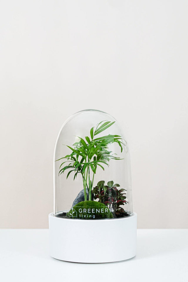 Premium Flaschengarten CERA-Serie (weiß, Dome) DIY-Set - Greenery Living