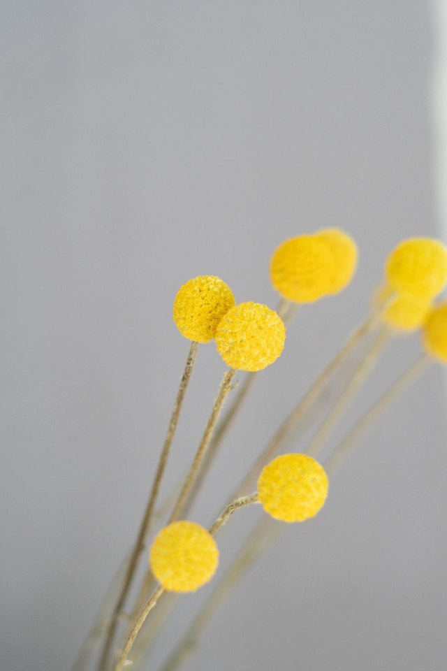 Trockenblumen Craspedia (natur, gelb) - Greenery Living