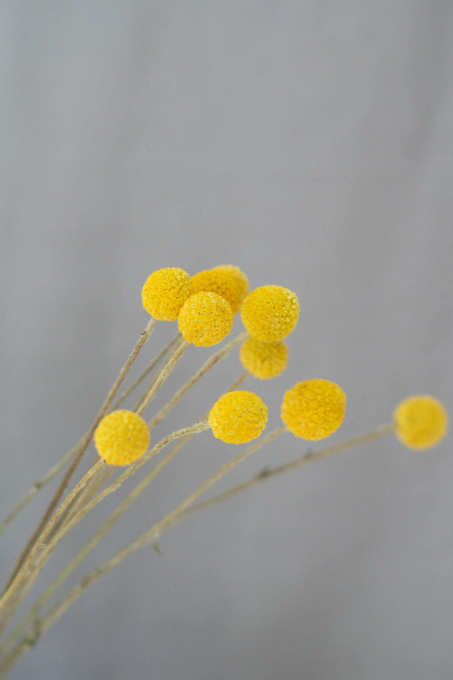 Trockenblumen Craspedia (natur, gelb) - Greenery Living